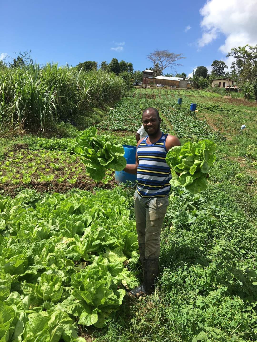 Fresh produce straight from the farm