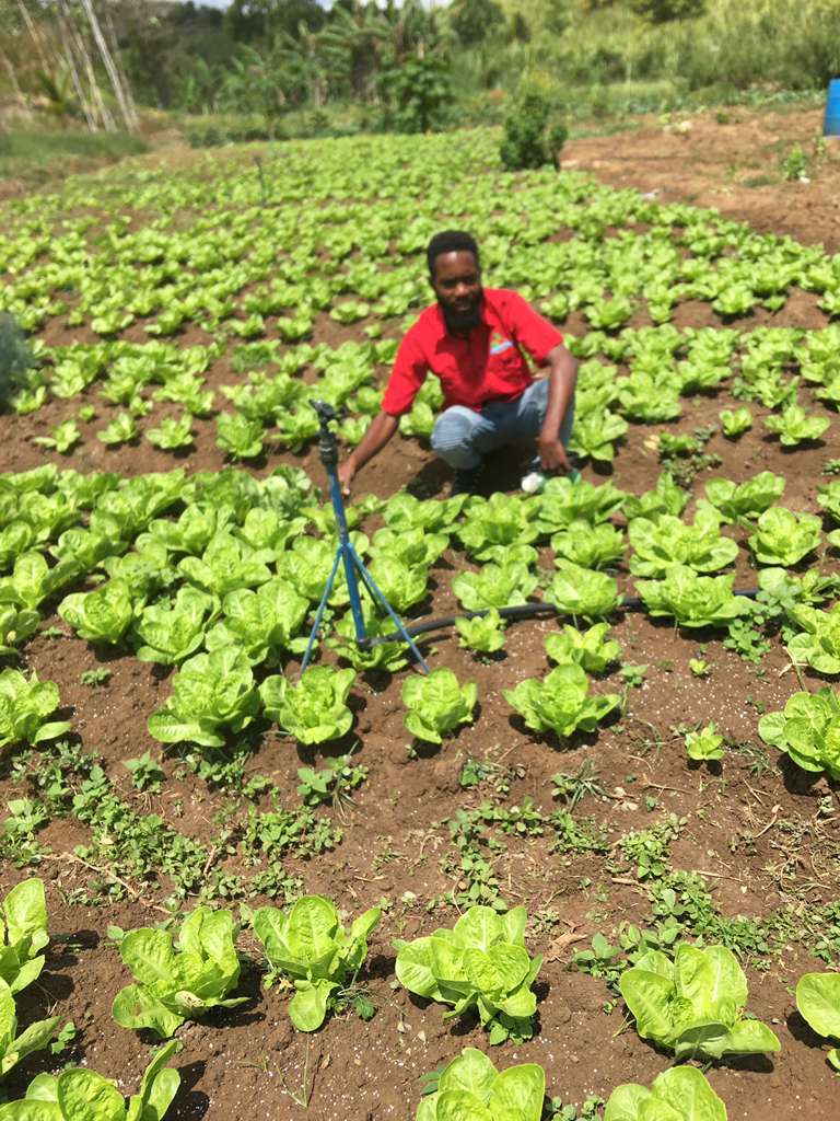 Fresh produce straight from the farm