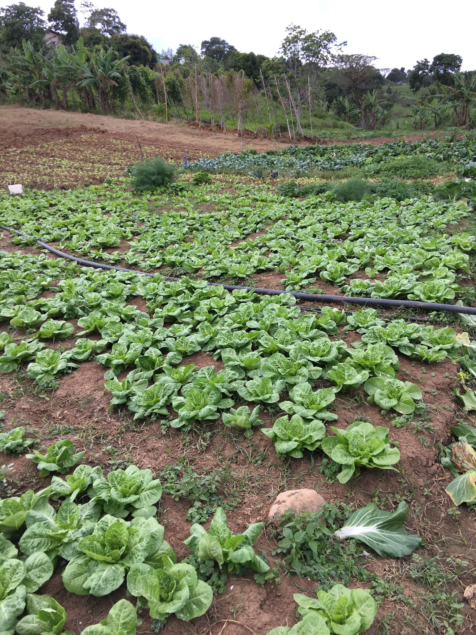 Fresh produce straight from the farm