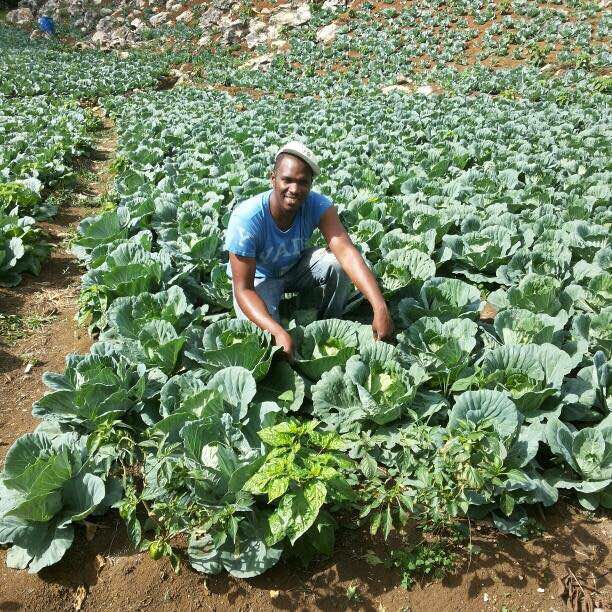 Fresh produce straight from the farm