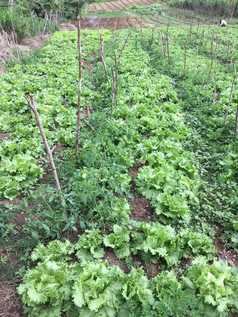 Fresh produce straight from the farm