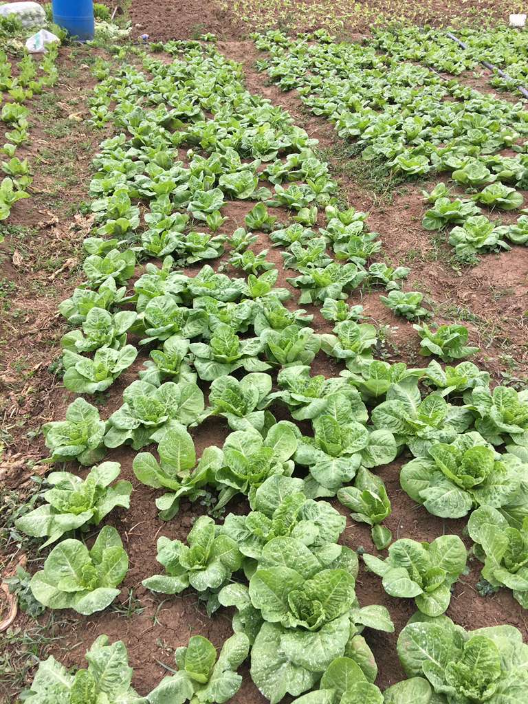 Fresh produce straight from the farm
