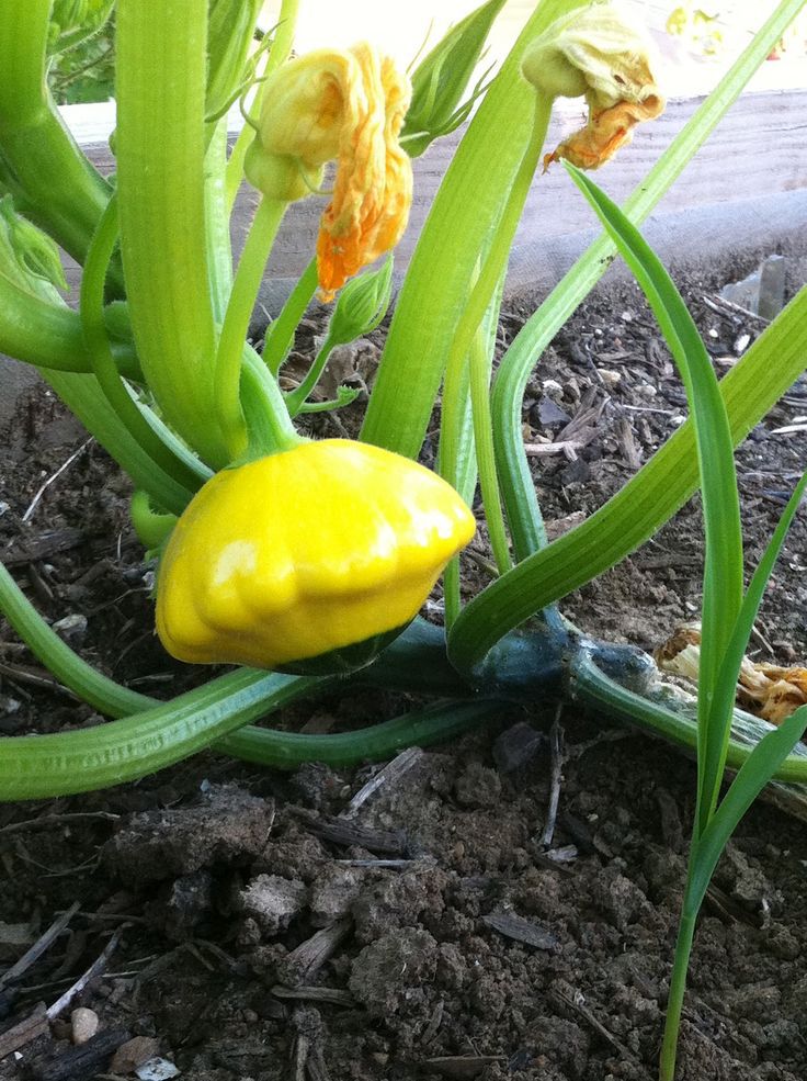 Fresh produce straight from the farm