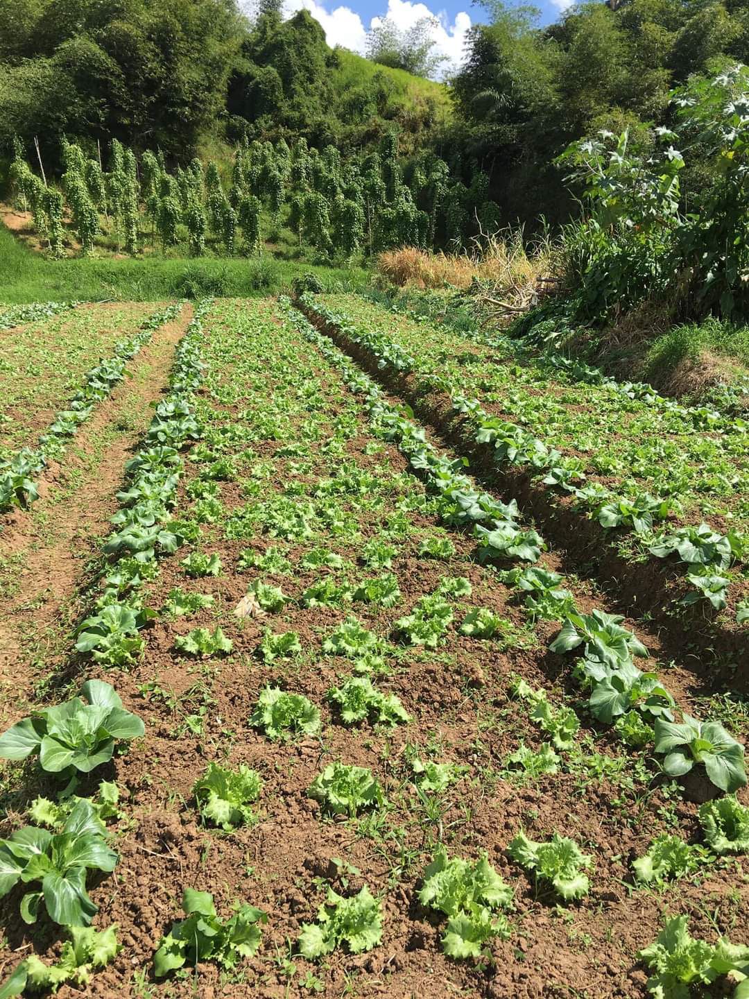 Fresh produce straight from the farm