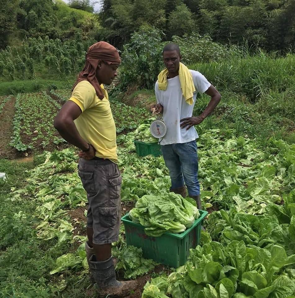 Fresh produce straight from the farm