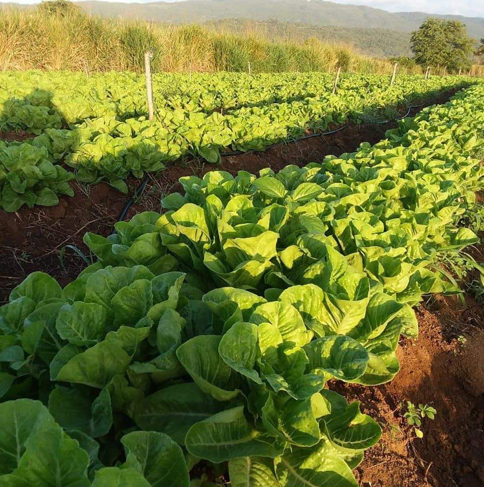 Young leafy greens growing in rich soil