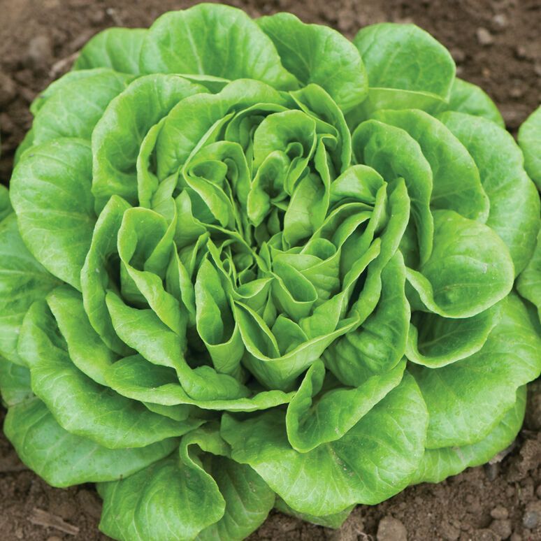 Full head of lettuce growing in a farm bed