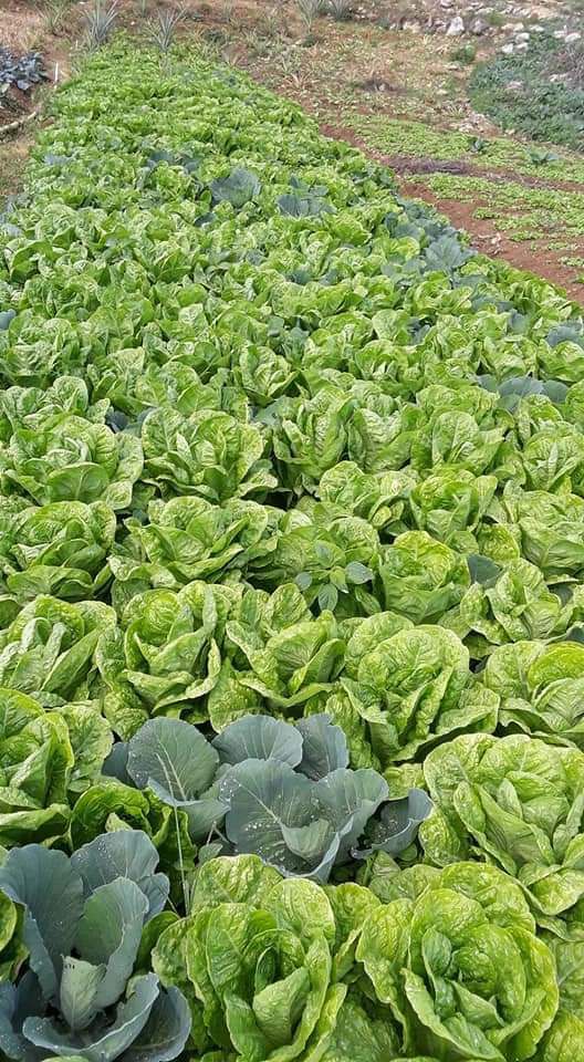 Wide view of a lush Jamaican farm field