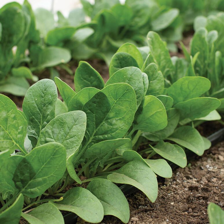 Rows of leafy vegetables growing on a farm